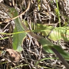 Craspedia aurantia var. aurantia at Kosciuszko National Park, NSW - 23 Jan 2022