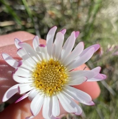 Celmisia tomentella (Common Snow Daisy) at Kosciuszko National Park - 22 Jan 2022 by Ned_Johnston