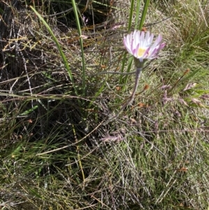 Celmisia tomentella at Kosciuszko National Park, NSW - 23 Jan 2022