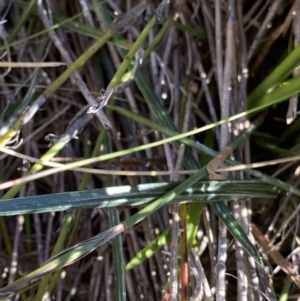 Celmisia tomentella at Kosciuszko National Park, NSW - 23 Jan 2022