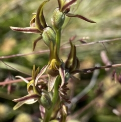 Prasophyllum tadgellianum (Tadgell's leek orchid) at Kosciuszko National Park - 22 Jan 2022 by NedJohnston