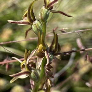 Prasophyllum tadgellianum at Kosciuszko National Park - 23 Jan 2022