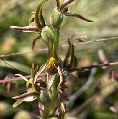 Prasophyllum tadgellianum (Tadgell's leek orchid) at Kosciuszko National Park - 22 Jan 2022 by NedJohnston