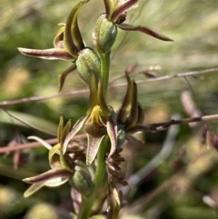 Prasophyllum sp. (A leek orchid) at Kosciuszko National Park, NSW - 22 Jan 2022 by Ned_Johnston