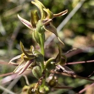Prasophyllum sp. at Kosciuszko National Park, NSW - 23 Jan 2022