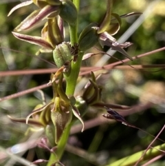 Prasophyllum sp. at Kosciuszko National Park, NSW - 23 Jan 2022