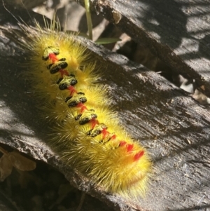 Trichiocercus sparshalli at Jagungal Wilderness, NSW - 22 Jan 2022