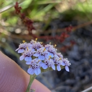 Achillea millefolium at Kosciuszko National Park, NSW - 23 Jan 2022 09:44 AM