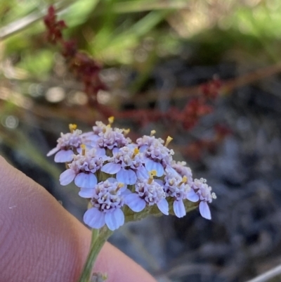 Achillea millefolium (Yarrow) at Kosciuszko National Park - 22 Jan 2022 by Ned_Johnston