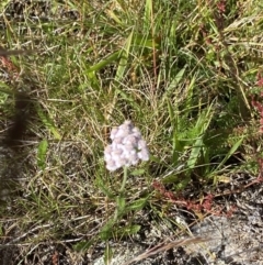 Achillea millefolium at Kosciuszko National Park, NSW - 23 Jan 2022