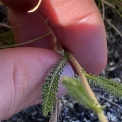 Achillea millefolium at Kosciuszko National Park, NSW - 23 Jan 2022