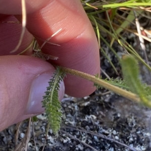 Achillea millefolium at Kosciuszko National Park, NSW - 23 Jan 2022 09:44 AM