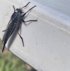 Cerdistus sp. (genus) (Yellow Slender Robber Fly) at Jagungal Wilderness, NSW - 22 Jan 2022 by Ned_Johnston