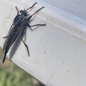 Cerdistus sp. (genus) at Jagungal Wilderness, NSW - 22 Jan 2022