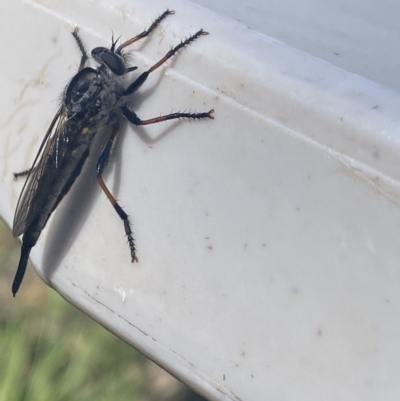 Cerdistus sp. (genus) (Slender Robber Fly) at Jagungal Wilderness, NSW - 22 Jan 2022 by NedJohnston