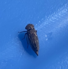 Putoniessa neboissi (Leafhopper) at Jagungal Wilderness, NSW - 22 Jan 2022 by NedJohnston