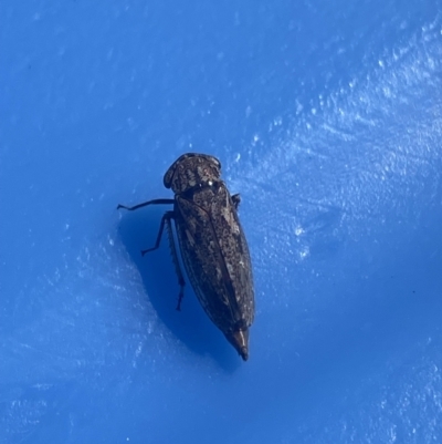 Unidentified Leafhopper or planthopper (Hemiptera, several families) at Jagungal Wilderness, NSW - 22 Jan 2022 by Ned_Johnston