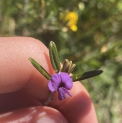 Hovea montana (Alpine Hovea) at Crackenback, NSW - 22 Jan 2022 by NedJohnston