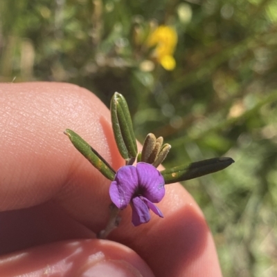 Hovea montana (Alpine Hovea) at Crackenback, NSW - 22 Jan 2022 by NedJohnston
