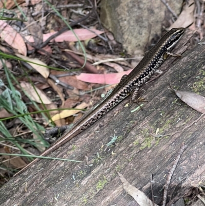 Eulamprus heatwolei (Yellow-bellied Water Skink) at Paddys River, ACT - 9 Feb 2022 by SimoneC