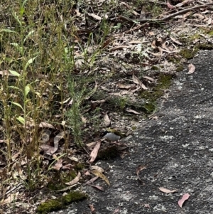 Melithreptus lunatus at Paddys River, ACT - 9 Feb 2022 12:51 PM