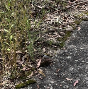 Melithreptus lunatus at Paddys River, ACT - 9 Feb 2022