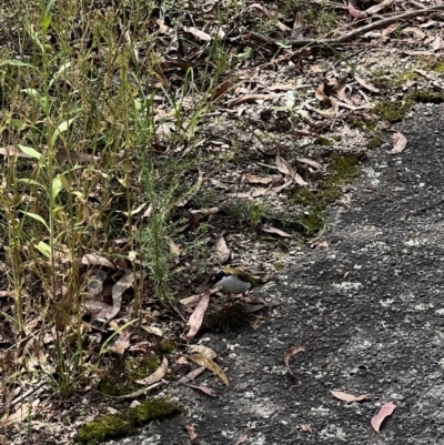 Melithreptus lunatus (White-naped Honeyeater) at Tidbinbilla Nature Reserve - 9 Feb 2022 by SimoneC