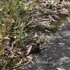 Melithreptus lunatus at Paddys River, ACT - 9 Feb 2022