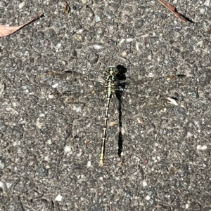 Austrogomphus guerini at Tidbinbilla Nature Reserve - 9 Feb 2022 12:28 PM