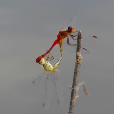 Diplacodes bipunctata (Wandering Percher) at Yass River, NSW - 9 Feb 2022 by SenexRugosus