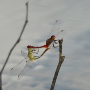 Diplacodes bipunctata at Rugosa - 9 Feb 2022 06:43 PM