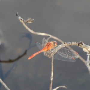 Diplacodes bipunctata at Rugosa - 9 Feb 2022 06:43 PM