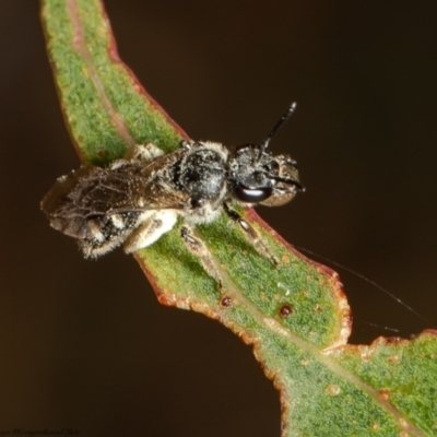 Lasioglossum (Chilalictus) sp. (genus & subgenus) (Halictid bee) at Belconnen, ACT - 9 Feb 2022 by Roger