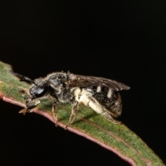 Lasioglossum (Chilalictus) sp. (genus & subgenus) at Belconnen, ACT - 9 Feb 2022 12:08 PM