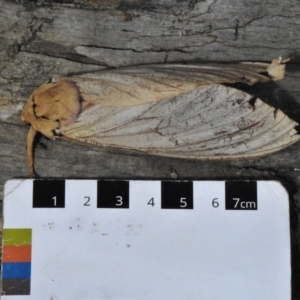 Abantiades sp. (genus) at Paddys River, ACT - 9 Feb 2022