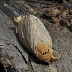 Abantiades sp. (genus) at Paddys River, ACT - 9 Feb 2022