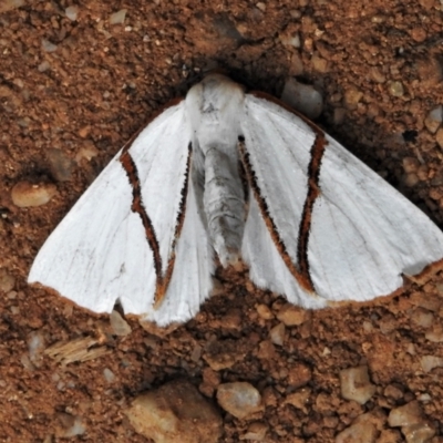 Thalaina selenaea (Orange-rimmed Satin Moth) at Paddys River, ACT - 9 Feb 2022 by JohnBundock