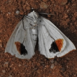 Thalaina selenaea at Paddys River, ACT - 9 Feb 2022 04:03 PM