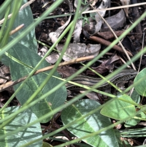 Ctenotus robustus at Paddys River, ACT - 9 Feb 2022 11:07 AM