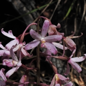 Dipodium roseum at Paddys River, ACT - suppressed