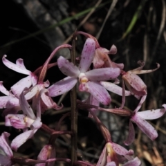 Dipodium roseum (Rosy hyacinth orchid) at Paddys River, ACT - 9 Feb 2022 by JohnBundock