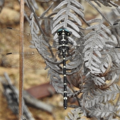 Eusynthemis guttata (Southern Tigertail) at Tidbinbilla Nature Reserve - 9 Feb 2022 by JohnBundock