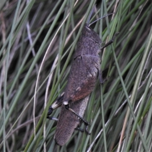 Cirphula pyrrhocnemis at Paddys River, ACT - 9 Feb 2022