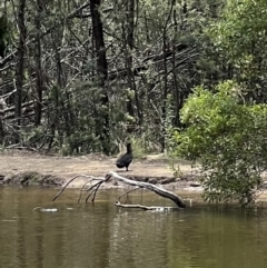 Biziura lobata (Musk Duck) at Tidbinbilla Nature Reserve - 9 Feb 2022 by SimoneC