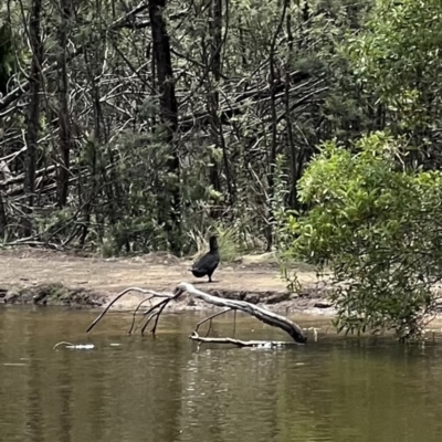 Biziura lobata (Musk Duck) at Tidbinbilla Nature Reserve - 9 Feb 2022 by SimoneC