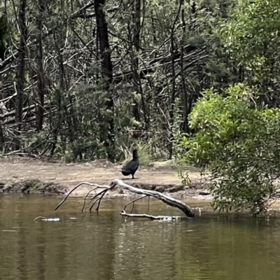 Biziura lobata (Musk Duck) at Paddys River, ACT - 9 Feb 2022 by SimoneC