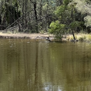 Biziura lobata at Paddys River, ACT - 9 Feb 2022