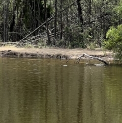 Biziura lobata at Paddys River, ACT - 9 Feb 2022