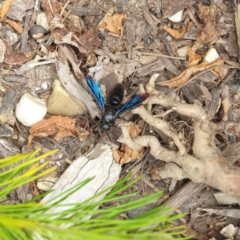 Austroscolia soror (Blue Flower Wasp) at Albury - 9 Feb 2022 by ClaireSee