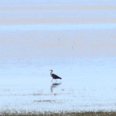 Ardea pacifica (White-necked Heron) at Lake George, NSW - 9 Feb 2022 by Rixon